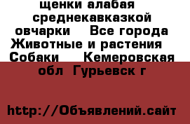щенки алабая ( среднекавказкой овчарки) - Все города Животные и растения » Собаки   . Кемеровская обл.,Гурьевск г.